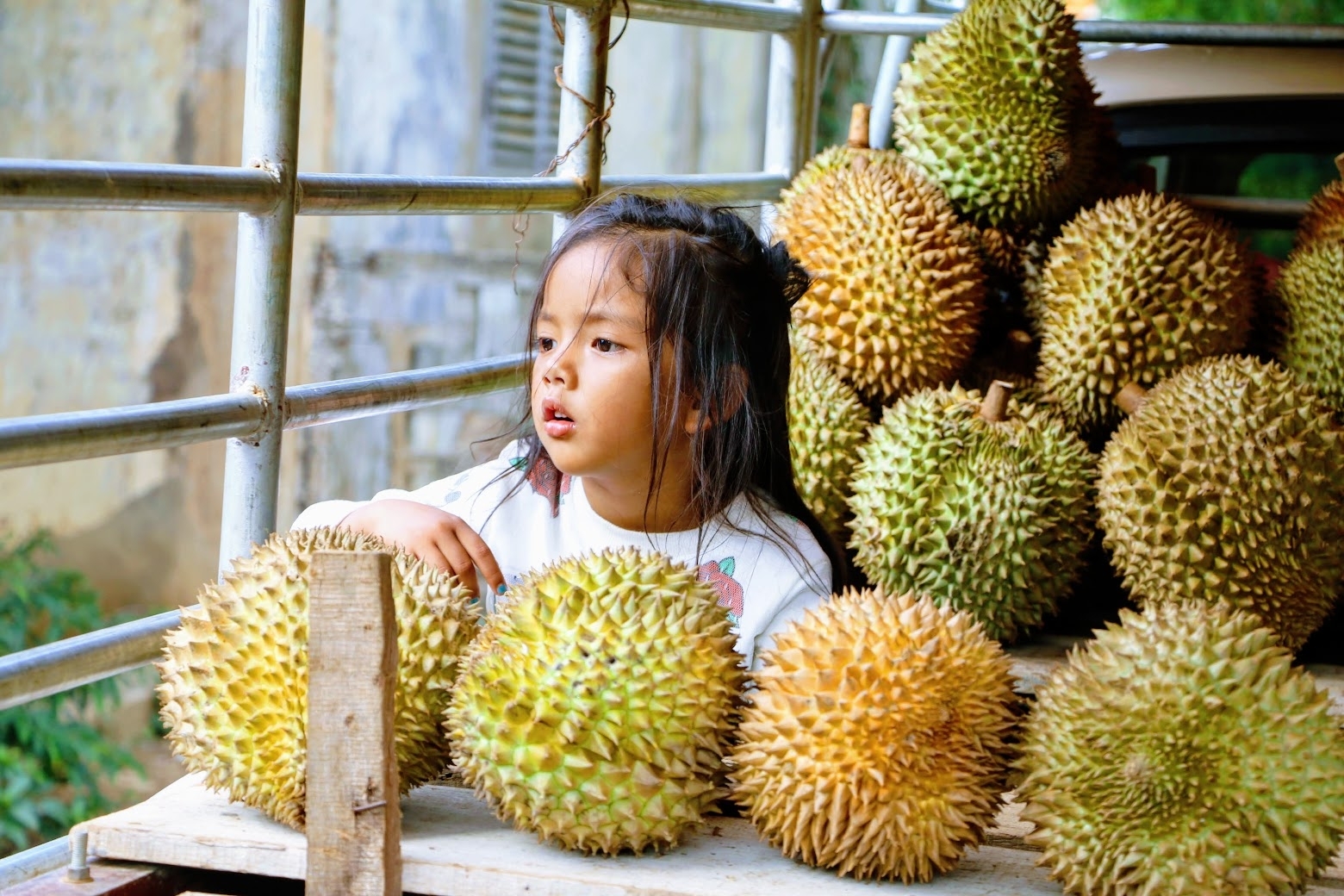 Durian à maturité - Battambang - Cambodge