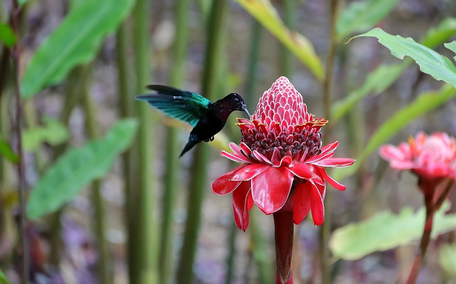 Colibri Madère butinant une rose porcelaine rouge – Jardin de Balata – Fort-de-France – Martinique – France
