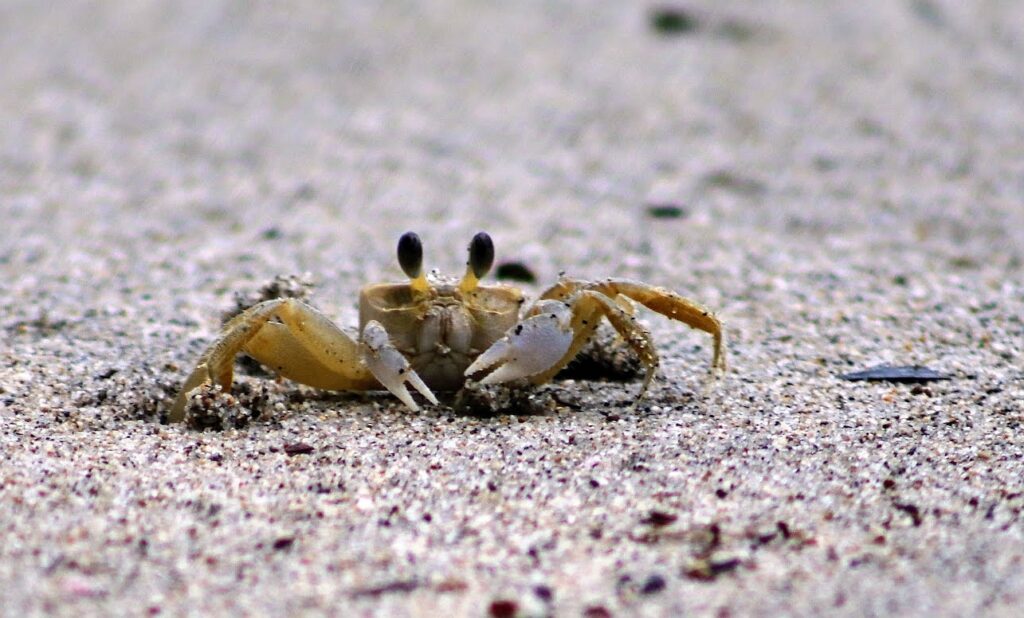 Crabe Fantôme Atlantique (ocypode quadrata) – Parque Nacional Sierra Nevada de Santa Marta- Colombie.