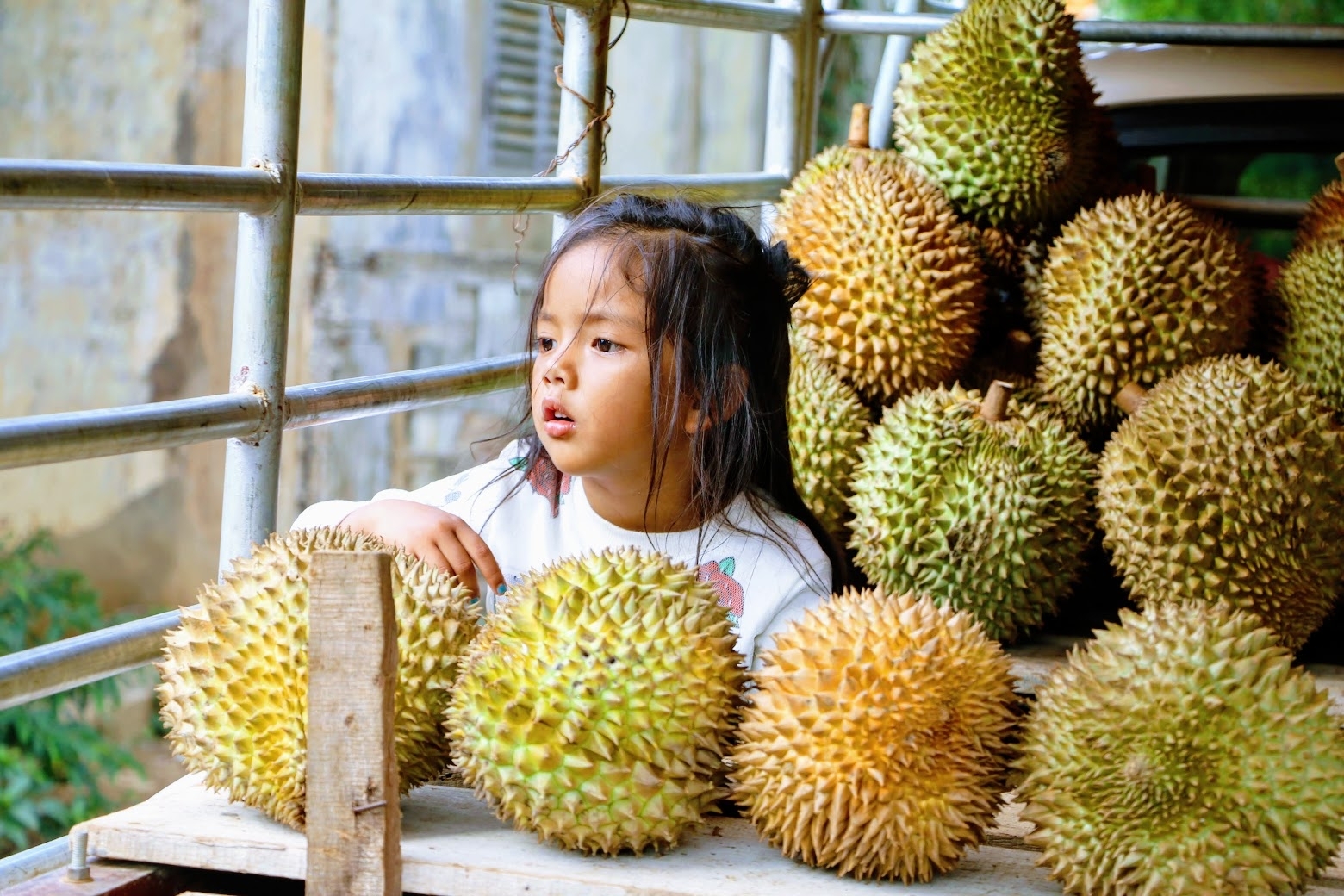 Durians à maturité – Battambang – Cambodge