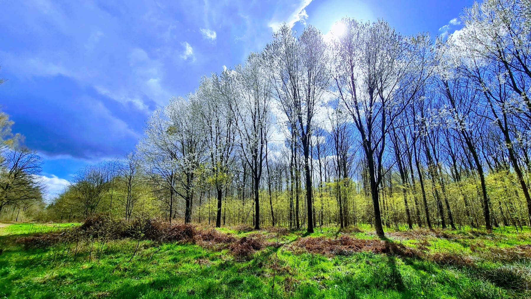 Merisiers en fleurs – Parc Naturel Régional Scarpe Escaut – France