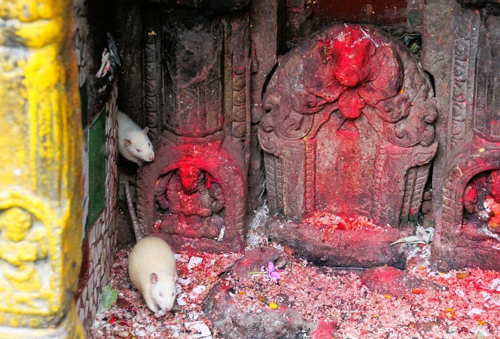 Souris dévorant les offrandes dans un temple bouddhique à Patan