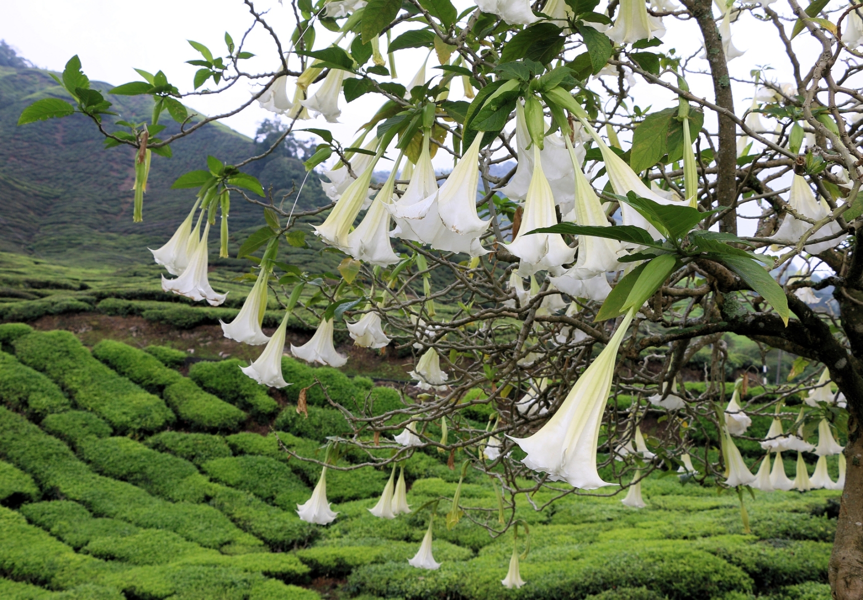 Brugmansias - plantations de thé -Cameron Highlands - Malaisie