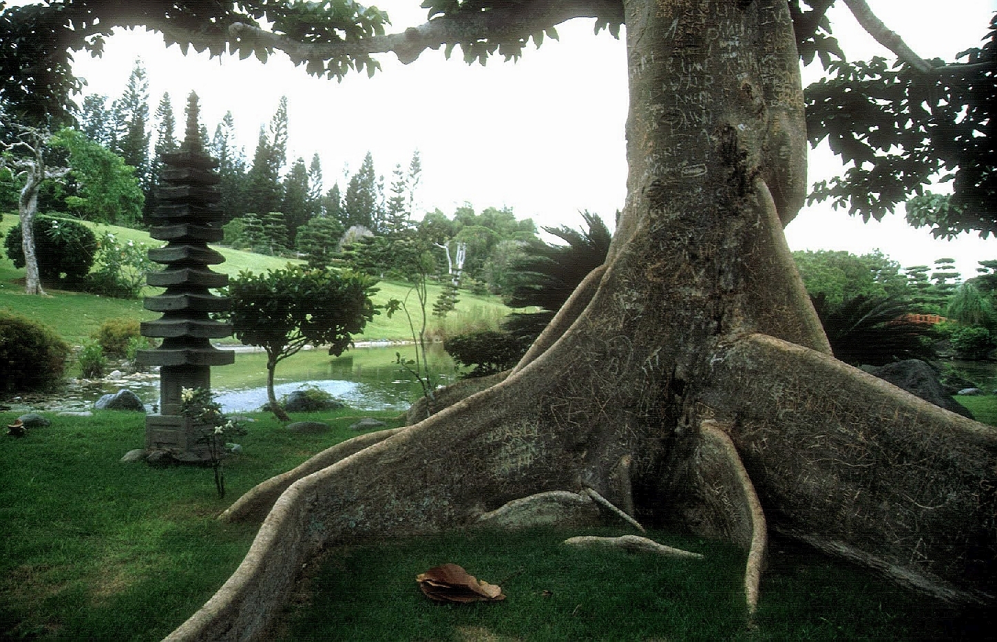 Racines du Ceiba pentandra Kapokier Fromager – arbre national du Jardin botanique national – Saint-Domingue