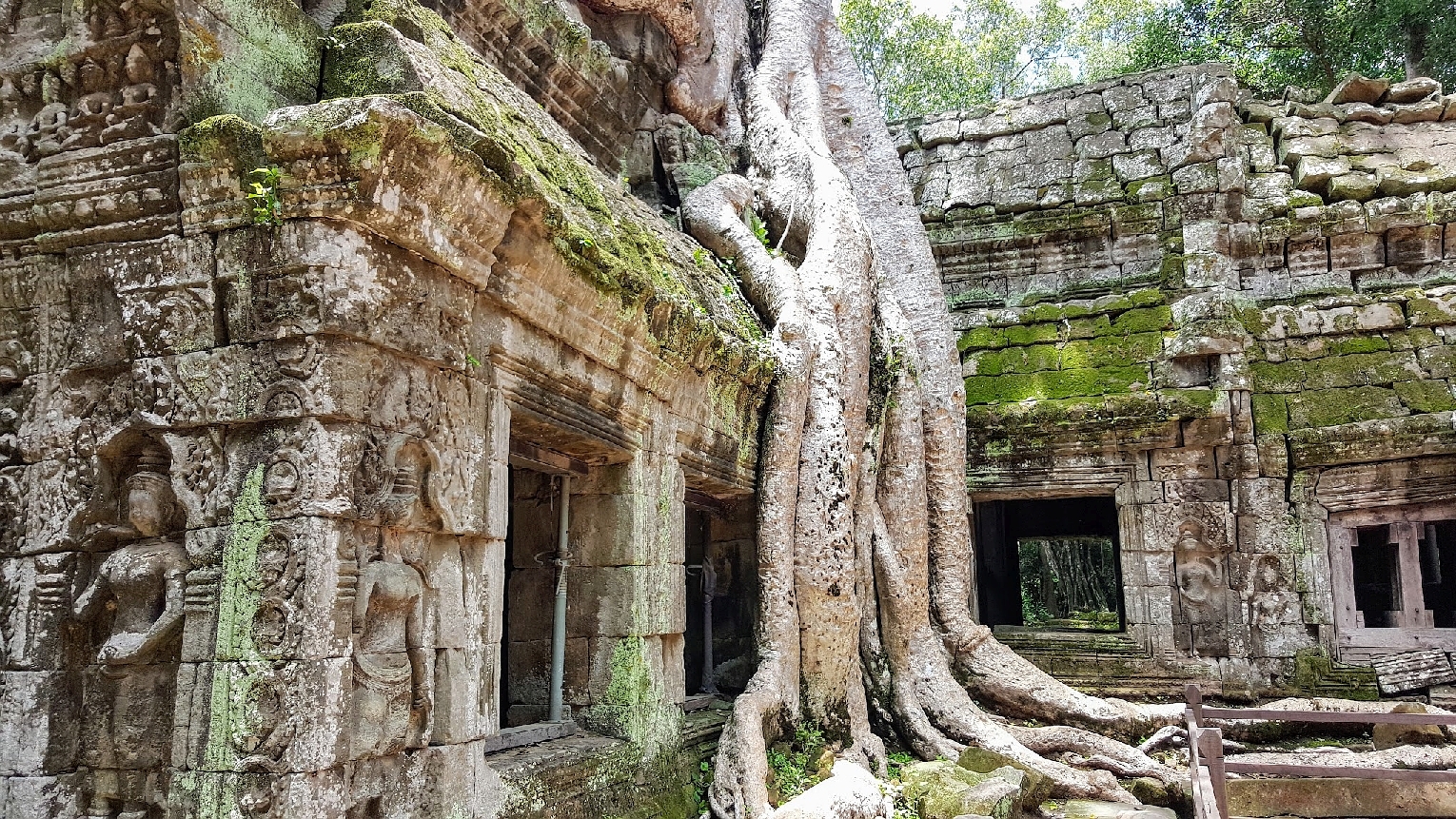 Ficus benghalensis – Figuier banian – Banyan -Temple Ta Prohm – Siem Reap – Cambodge