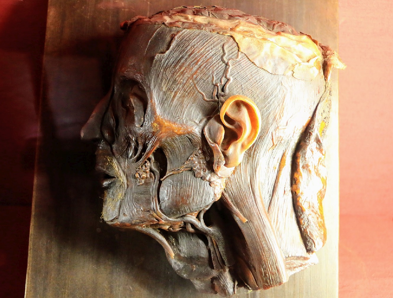 Tête de cire – XVIIIe – Castello Eleonora D’Arborea à Sanluri – Sardaigne – Italie