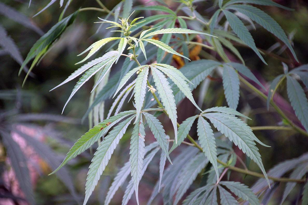 Chanvre indien (Cannabis sativa) : Népal : sentier entre Telkot et Changu Narayan à 1650m d’altitude