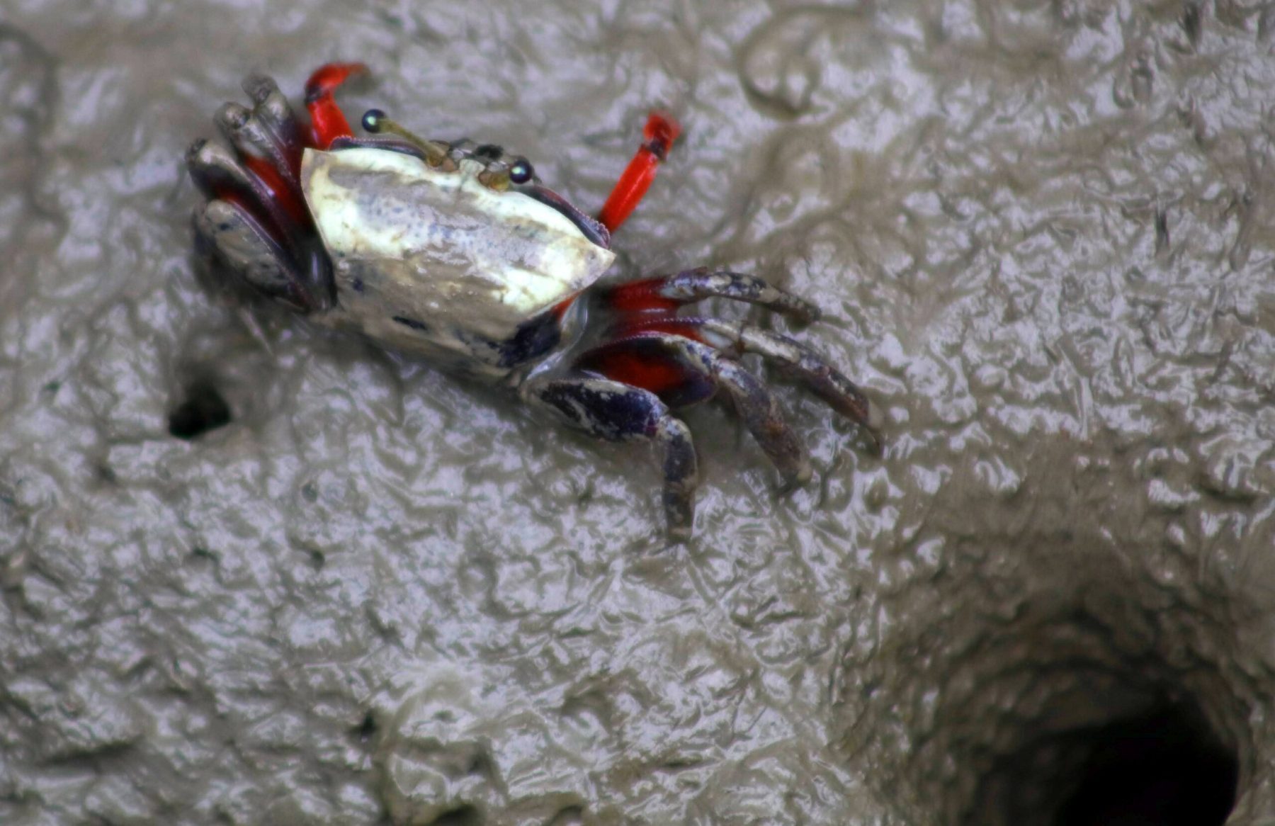 Crabe chiromantes haematocheir de la baie Suncheon, Jeollanam-do, Corée du Sud
