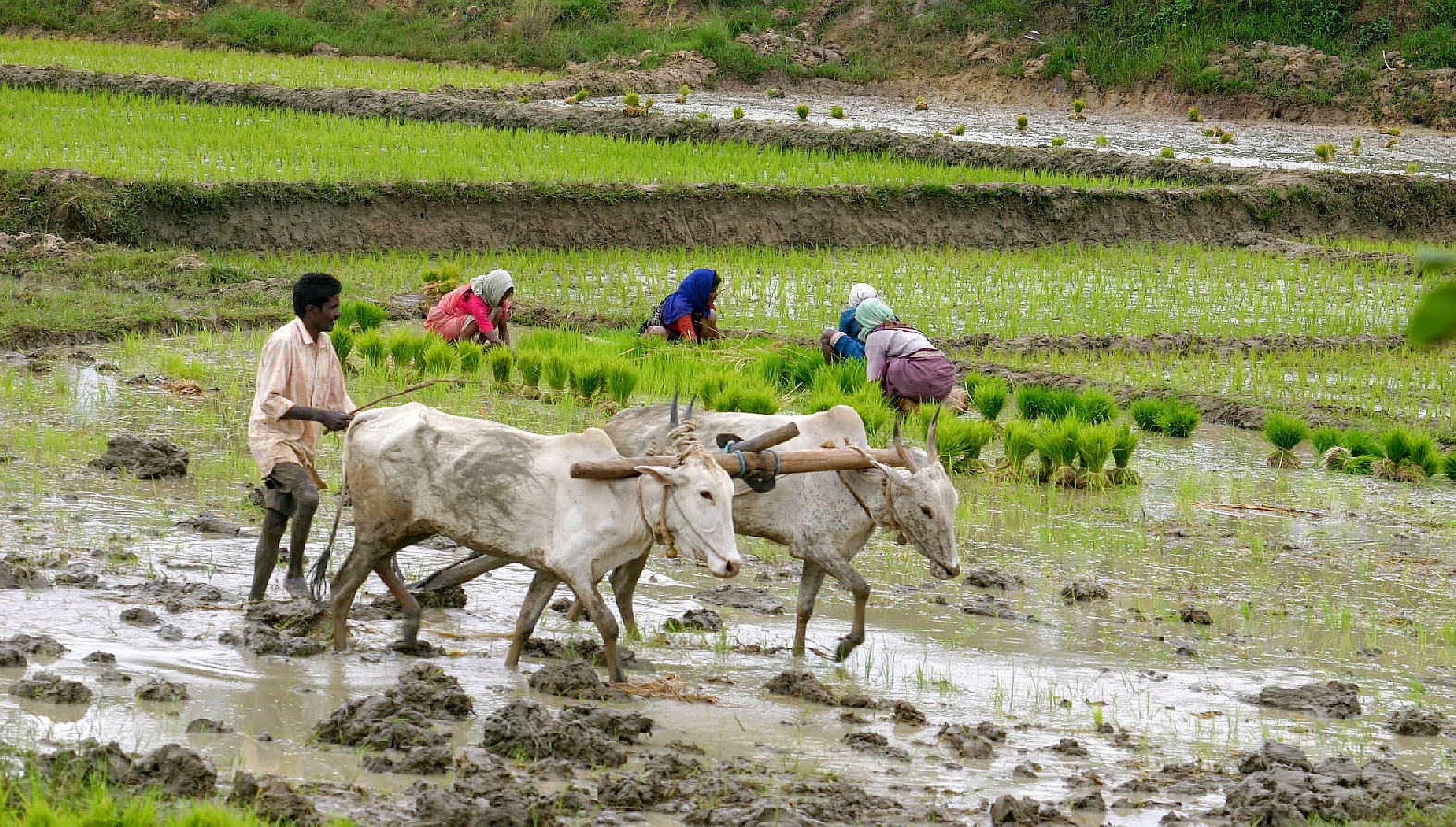 Paysans dans les rizières d’Halebid – Karnataka – Inde