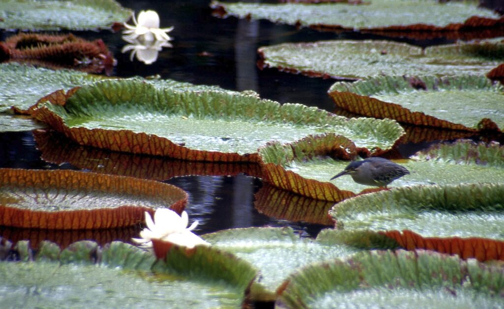 Oiseau Kwak sur nénuphar géant – Jardin des Pamplemousses – île Maurice