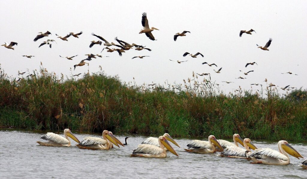 Parc national des oiseaux du Djoudj – Pélicans blancs – Oiseaux migrateurs – Sénégal