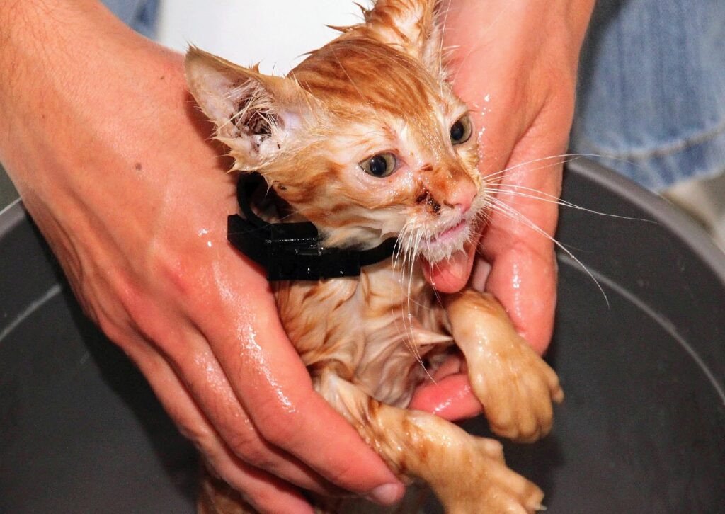 Toilette du chat