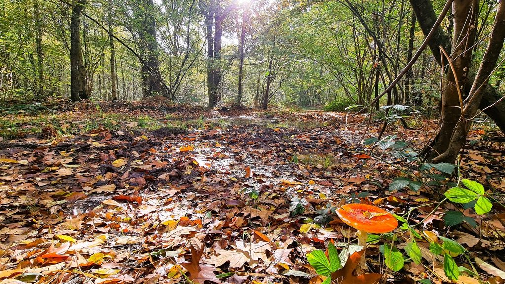 Amanite tue-mouches – Parc Naturel Régional Scarpe-Escaut – Hauts-de-France – Nord – France