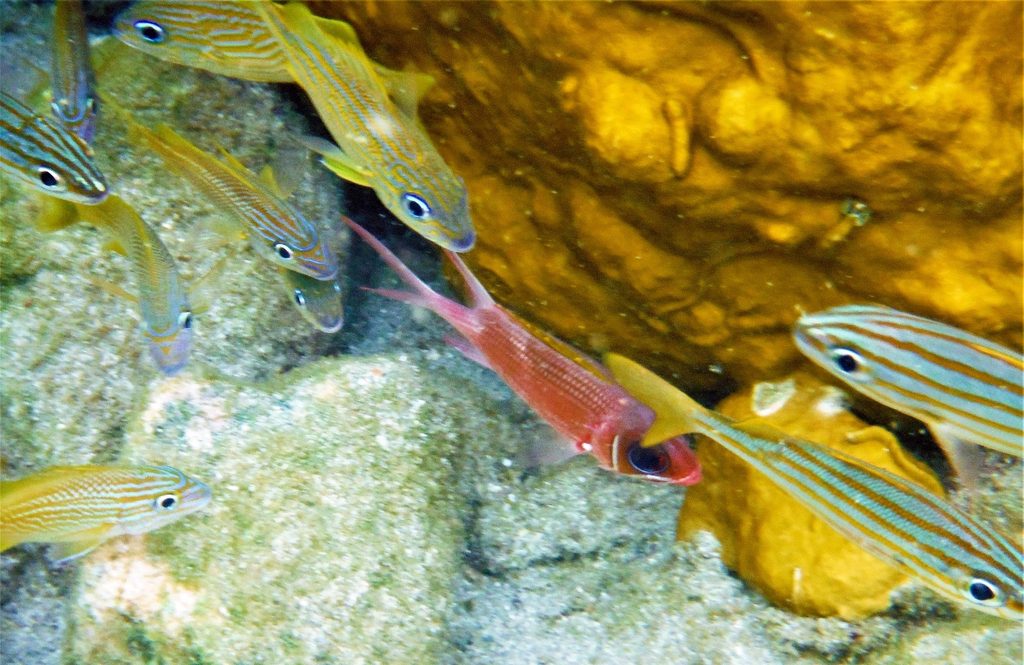 Haemulon striatum et Holocentrus rufus (Marignon soldat) – Plage de l’Anse Mitan – Les Trois-Îlets 97229 – Martinique – France